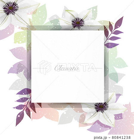 クレマチスの花のイラスト背景 クレマチスの花のイラスト背景 80841238