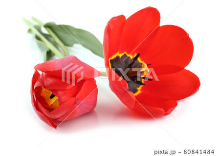 Red tulips isolated on white 80841484