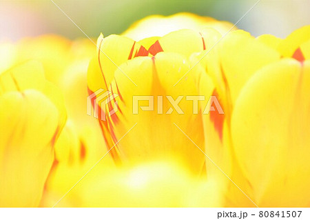 チューリップ畑 80841507