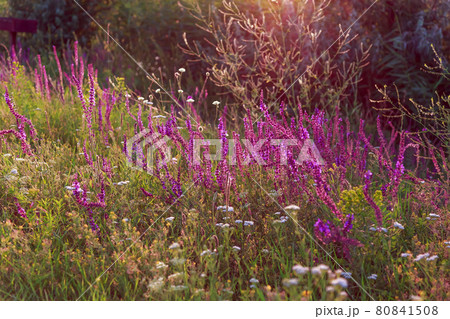 Beautiful floral natural background with sage salvia flower, blooming summer meadow in the rays of the evening warm sun, field medicinal herbs 80841508
