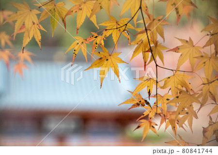 秋らしい風景 秋らしい風景 80841744