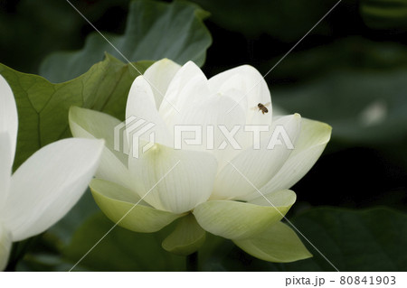 初夏に咲く蓮の花 80841903