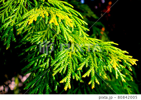 View of the green thuja branch in the garden or park on a sunny day. 80842005