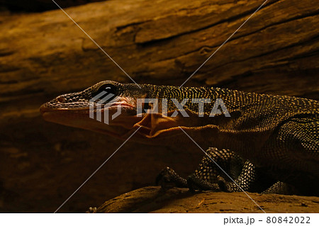 Close-up of a monitor lizard against a background of a tree or stone. 80842022