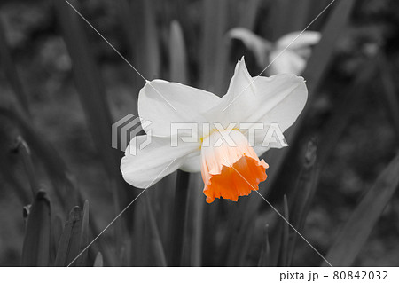 Black and white photo. Flowering daffodil in the garden. Black and white photo. Flowering daffodil in the garden. 80842032
