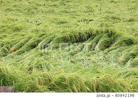 倒伏した稲 台風による影響 倒伏した稲 台風による影響 80842196