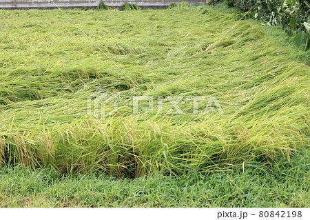 倒伏した稲 台風による影響 倒伏した稲 台風による影響 80842198