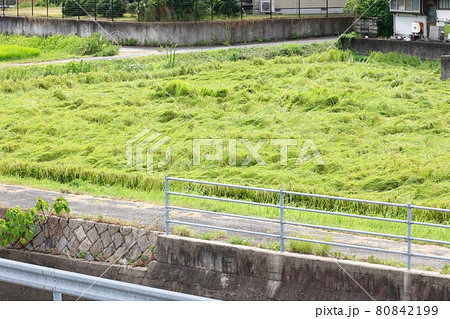 倒伏した稲　台風による影響 80842199