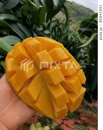 とれたてマンゴー 80842891