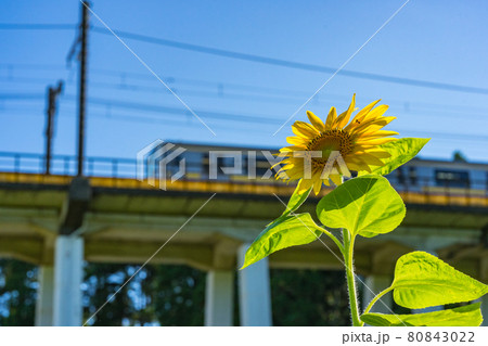 写真素材：ひまわりと電車2 80843022