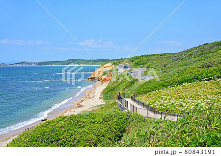 福岡県芦屋町にある夏井ヶ浜青い海とはまゆう群生地 福岡県芦屋町にある夏井ヶ浜青い海とはまゆう群生地 80843191