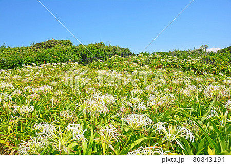 福岡県芦屋町夏井ヶ浜のはまゆう群生地と青い空 福岡県芦屋町夏井ヶ浜のはまゆう群生地と青い空 80843194