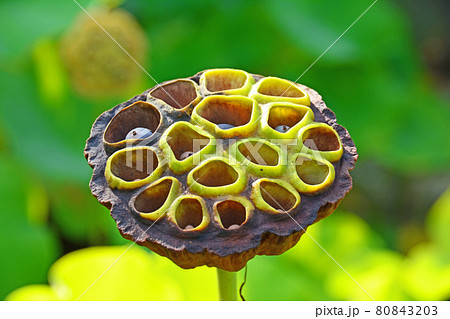 蓮の花の後に大きくなった花托と黒い種の写真素材