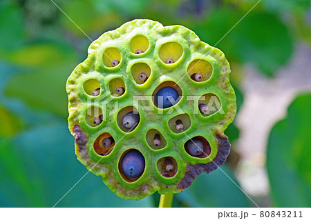 蓮の花の後に大きくなった花托と黒い実 80843211