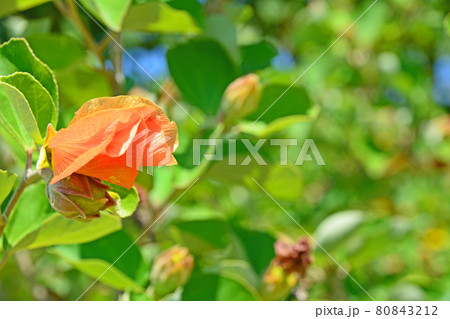 夏の海辺で花がしぼんでオレンジ色になるハマボウの花 80843212