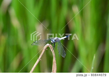 シオカラトンボ 80844079