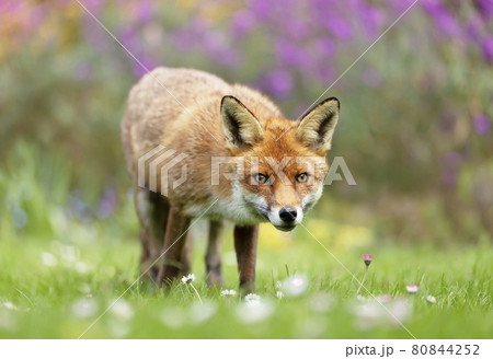 Close up of a red fox against colorful background in spring Close up of a red fox against colorful background in spring 80844252