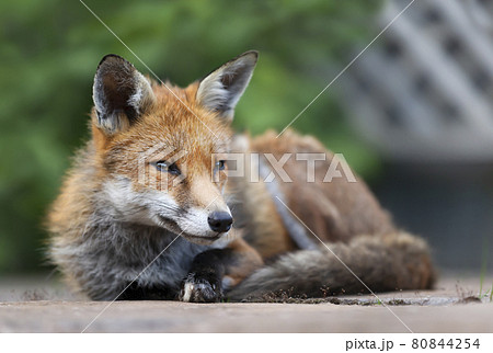 Close up of a red fox lying in meadow 80844254