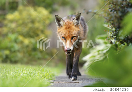 Close up of a red fox in summer 80844256