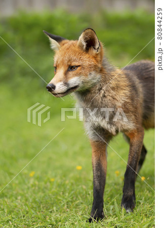 Close up of a red fox in summer 80844259