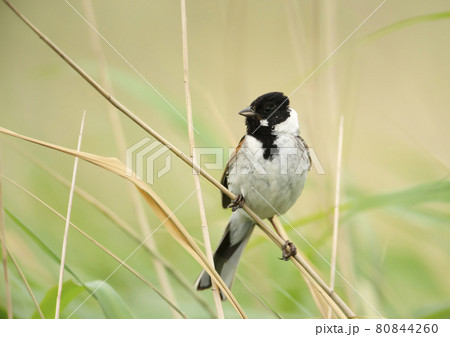 Common reed bunting perched on a reed 80844260