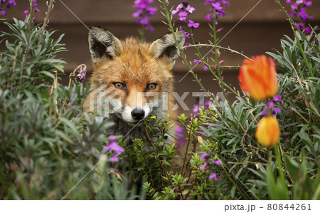 Cute Red Fox among flowers in spring 80844261