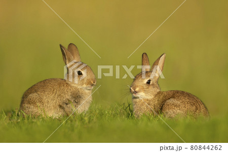 Close up of two cute little rabbits sitting in meadow 80844262