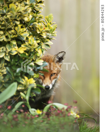 Red fox standing behind a shrub 80844263