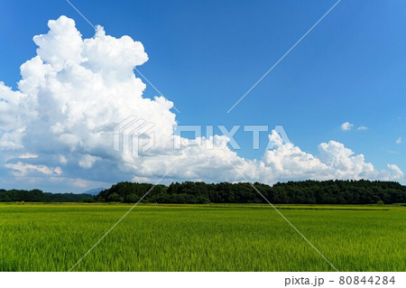 青空に浮かぶ夏の雲と緑の田んぼ 80844284