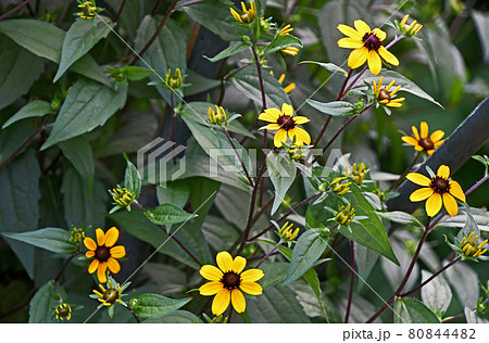 ルドベキア・タカオ 80844482