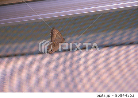 網戸にとまる蝶 80844552