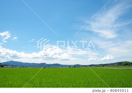 明るい青空と白い雲と稲の葉の緑が爽やかな真夏の田園風景 明るい青空と白い雲と稲の葉の緑が爽やかな真夏の田園風景 80845011