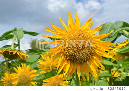 ヒマワリ・マティスのひまわりの写真素材 [80845012] - PIXTA