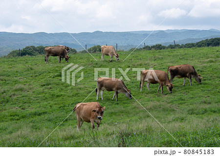 のんびり草を食むジャージー牛　岡山県蒜山高原ジャージーランド 80845183
