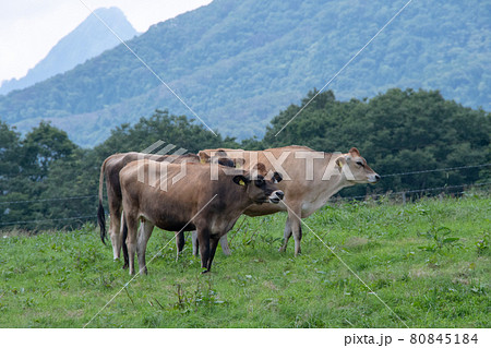のんびり草を食むジャージー牛 岡山県蒜山高原ジャージーランド のんびり草を食むジャージー牛 岡山県蒜山高原ジャージーランド 80845184