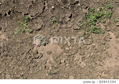 乾燥した地面 80845394