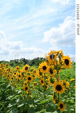 ヒマワリ畑と夏の空 80845423