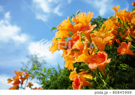 ノウゼンカズラの花と青空 ノウゼンカズラの花と青空 80845999