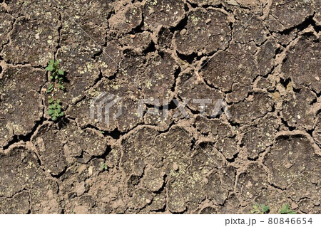 ひび割れた地面 ひび割れた地面 80846654