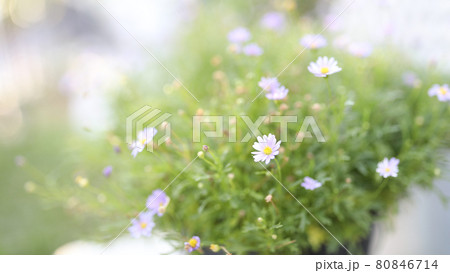 Small delicate soft purple daisy closeup Small delicate soft purple daisy closeup 80846714