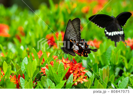 Tropical butterfly drinks flower nectar on a flower bed in the yard 80847075