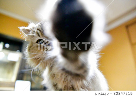 猫パンチ 80847219