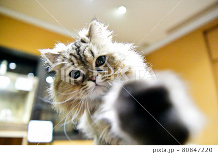 猫パンチ 80847220