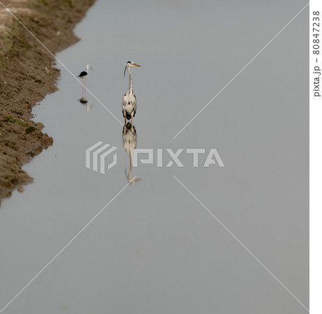 Heron reflected over the river for text space Heron reflected over the river for text space 80847238