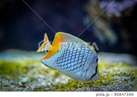 pearlscale butterflyfish Chaetodon xanthurus fish underwater in sea 80847366