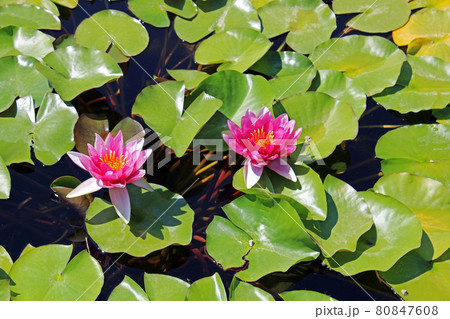 Water lily, plants by summer, Zagreb, Croatia 80847608