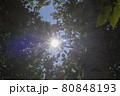 green wood, sunlight backgrounds. Soft focus. Blue sky 80848193