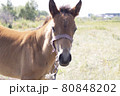 A foal with halter standing in the field 80848202