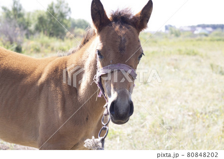 A foal with halter standing in the field 80848202
