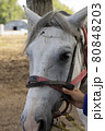 Man holding halter of white horse, close up 80848203